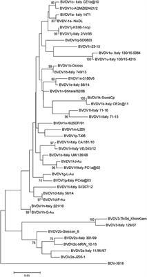 Epidemiology of Bovine Pestiviruses Circulating in Italy